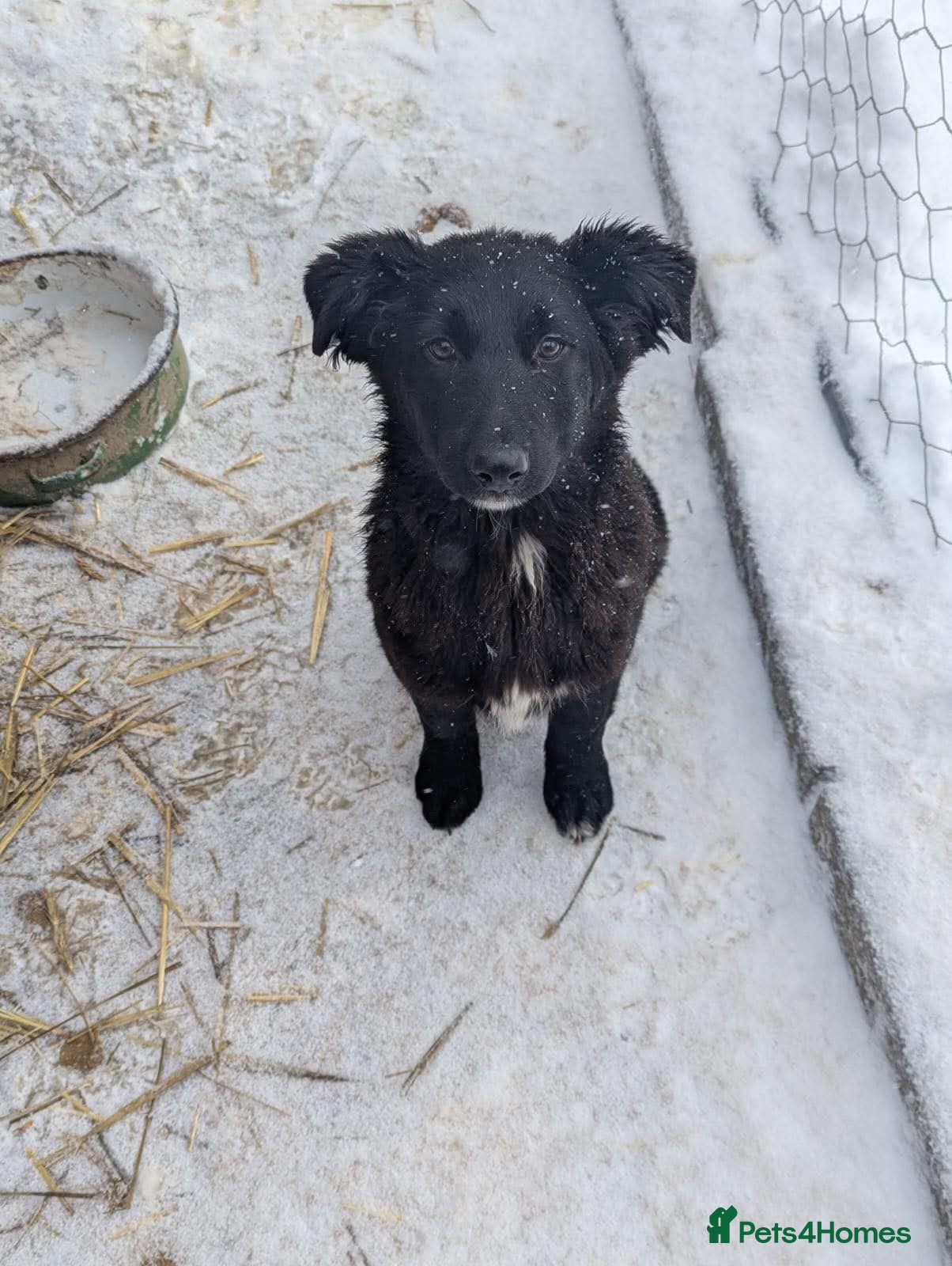 Mixed Breed dogs Roxie ❤️ - Advert 4