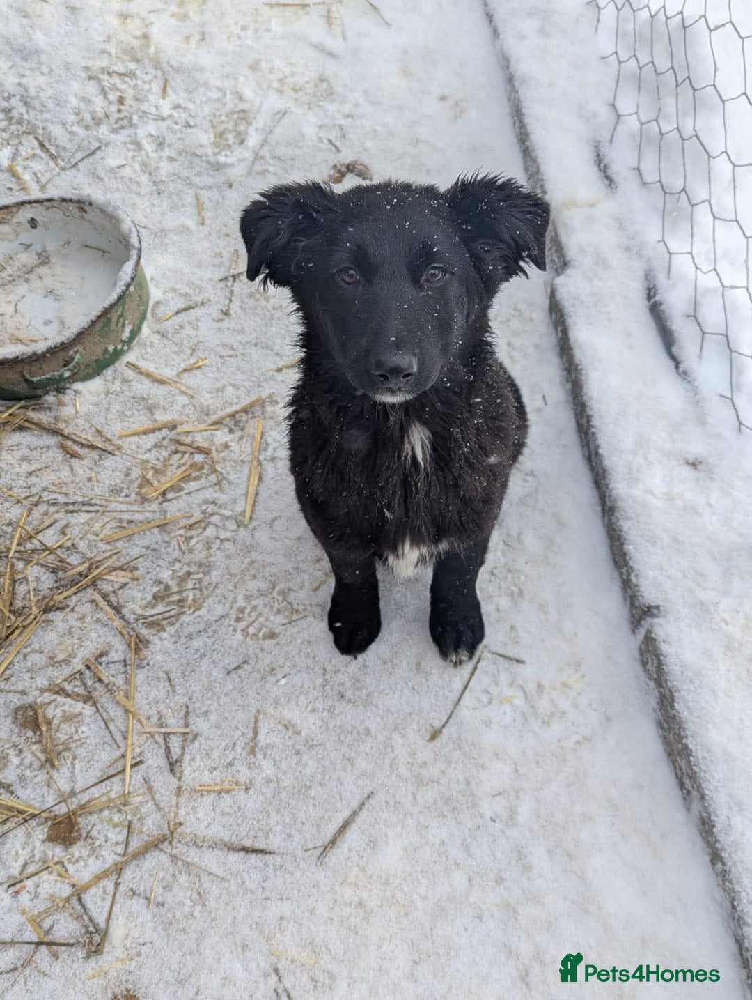 Mixed Breed dogs for adoption: Roxie ❤️ - Advert 1