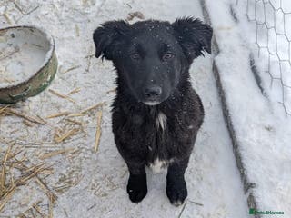 Mixed Breed dogs Roxie ❤️ - Advert 4