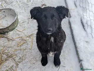 Mixed Breed dogs Roxie ❤️ - Advert 6