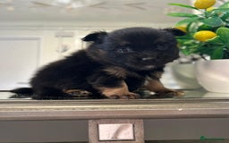 Pomeranian dogs for sale: EXCEPTIONAL LITTER of full pedigree poms  - Image 1