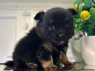 Pomeranian dogs - Advert 1