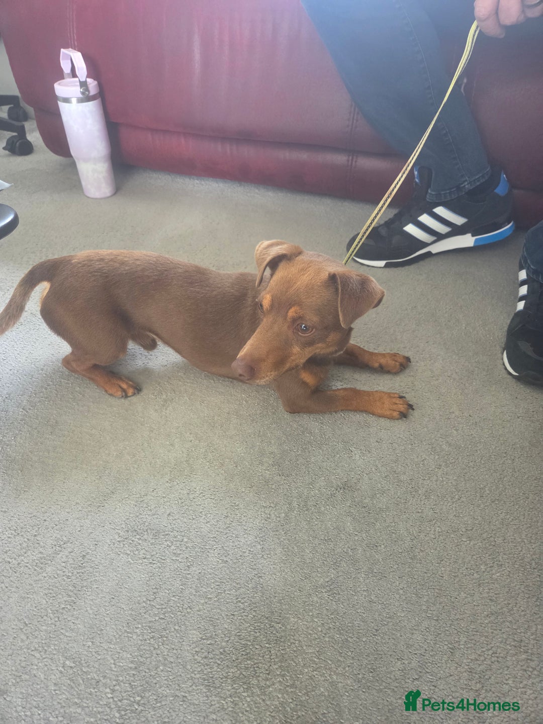 Jack Russell dogs for sale: Lovely jack russell  - Image 2