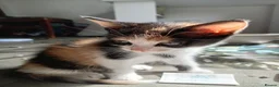 Mixed Breed cats for sale: 3 beautiful playful friendly kittens  - Advert 4