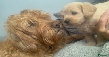 Double Doodle dogs - Advert 1