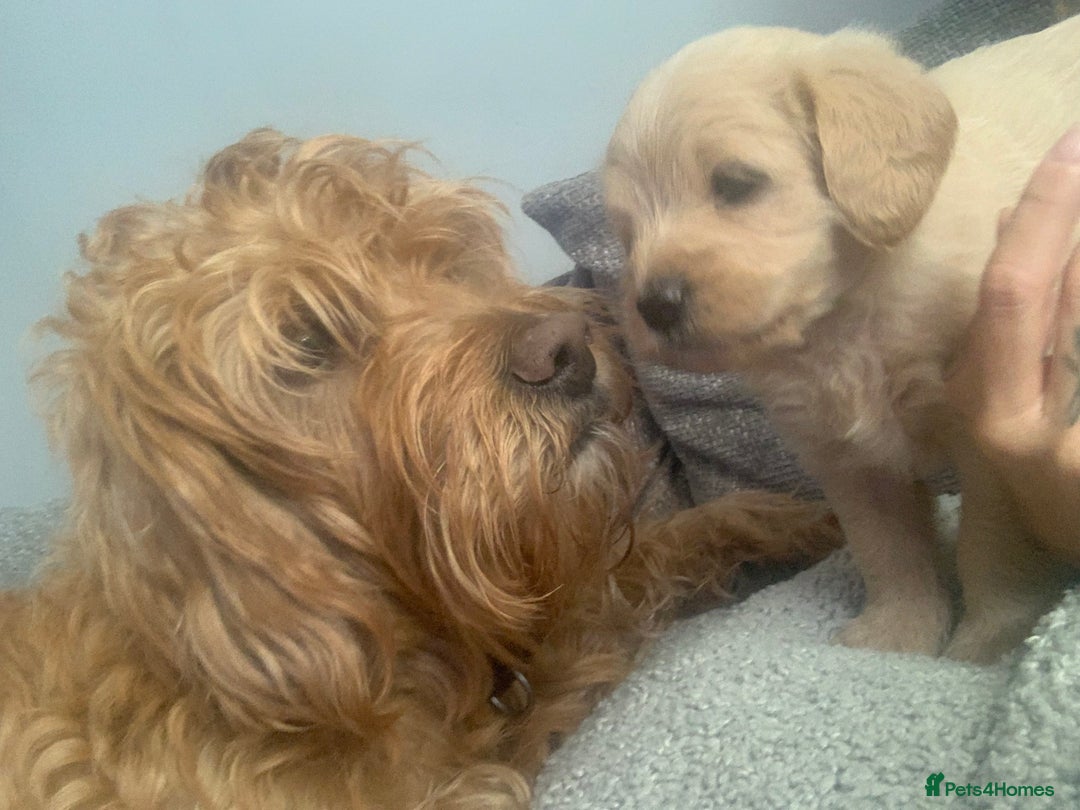 Double Doodle dogs for sale: Double doodles - Image 3