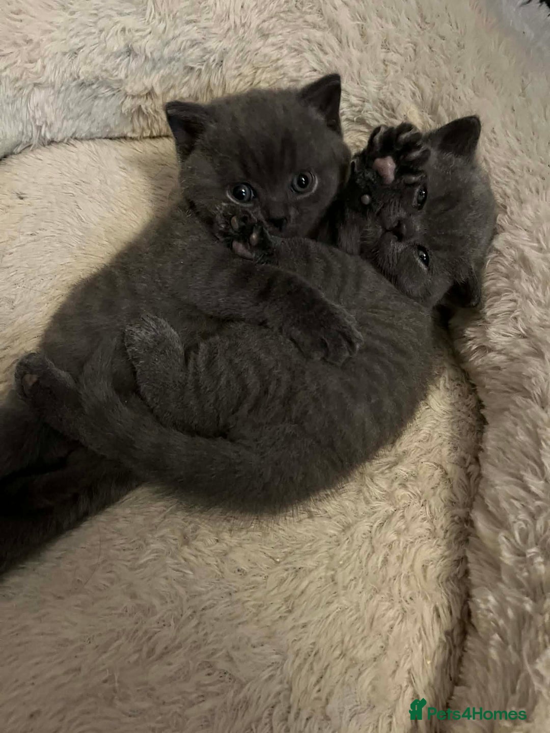 British Shorthair cats for sale: BEAUTIFUL BRITISH SHORTHAIRS - Advert 1