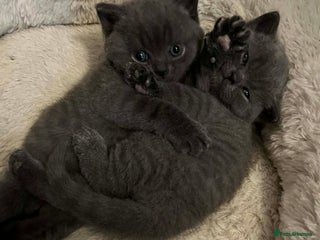 British Shorthair cats BEAUTIFUL BRITISH SHORTHAIRS - Advert 1