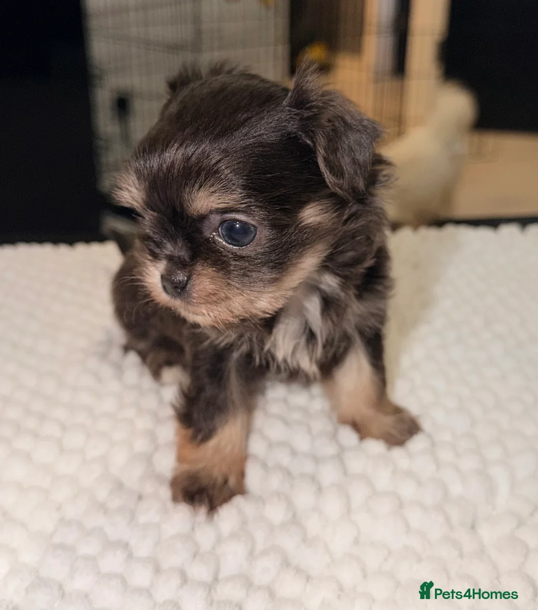 Mixed Breed dogs for sale: Adorable Tini malchi puppies  - Advert 11