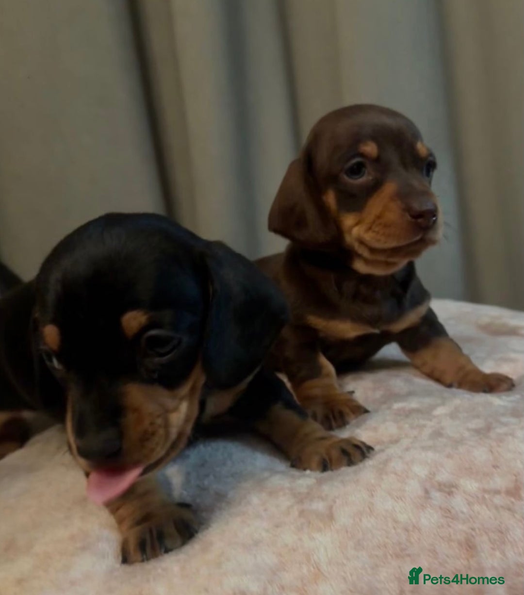 Dachshund dogs for sale: 2 GORGEOUS DAPPLE DACHSHUNDS  - Advert 6