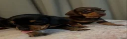 Dachshund dogs for sale: 2 GORGEOUS DAPPLE DACHSHUNDS  - Advert 6