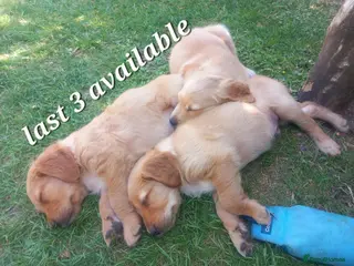 Golden Retriever dogs GOLDEN RETREVER KC PUPPIES - Advert 6