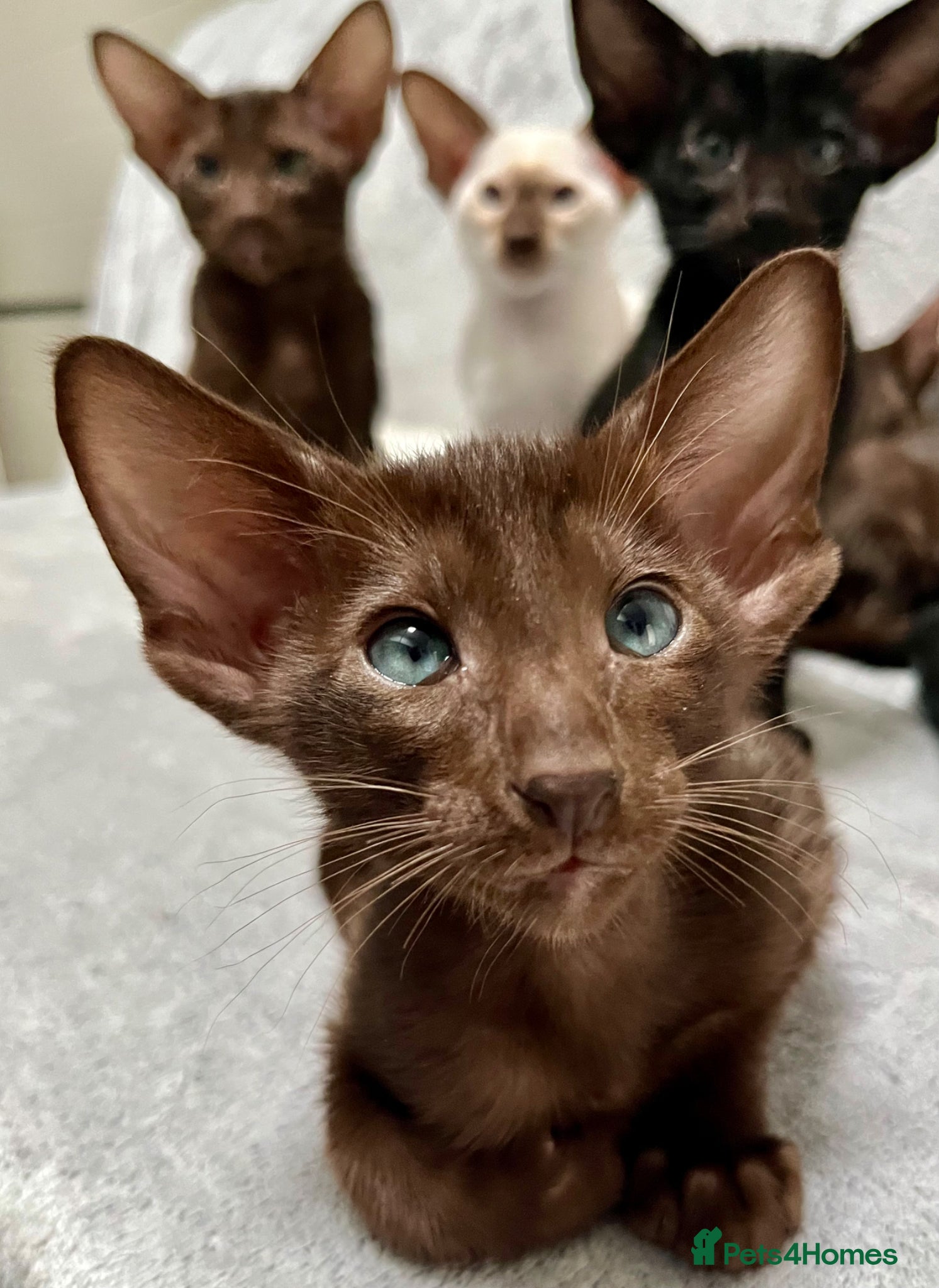 Oriental cats for sale: Supreme pedigree GCCF registered oriental kittens - Advert 12