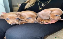 Miniature Dachshund dogs for sale: Beautiful Mini Dachshunds looking for their homes! - Image 6