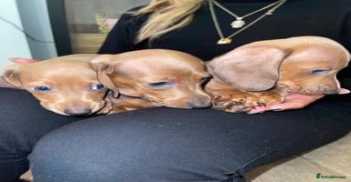 Miniature Dachshund dogs - Advert 9