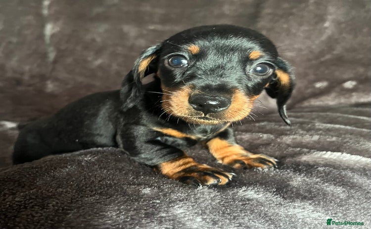 Miniature Dachshund dogs - Advert 1