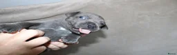 Staffordshire Bull Terrier dogs for sale: KC Staffords | Blue & Black | Champion Bloodlines - Advert 17