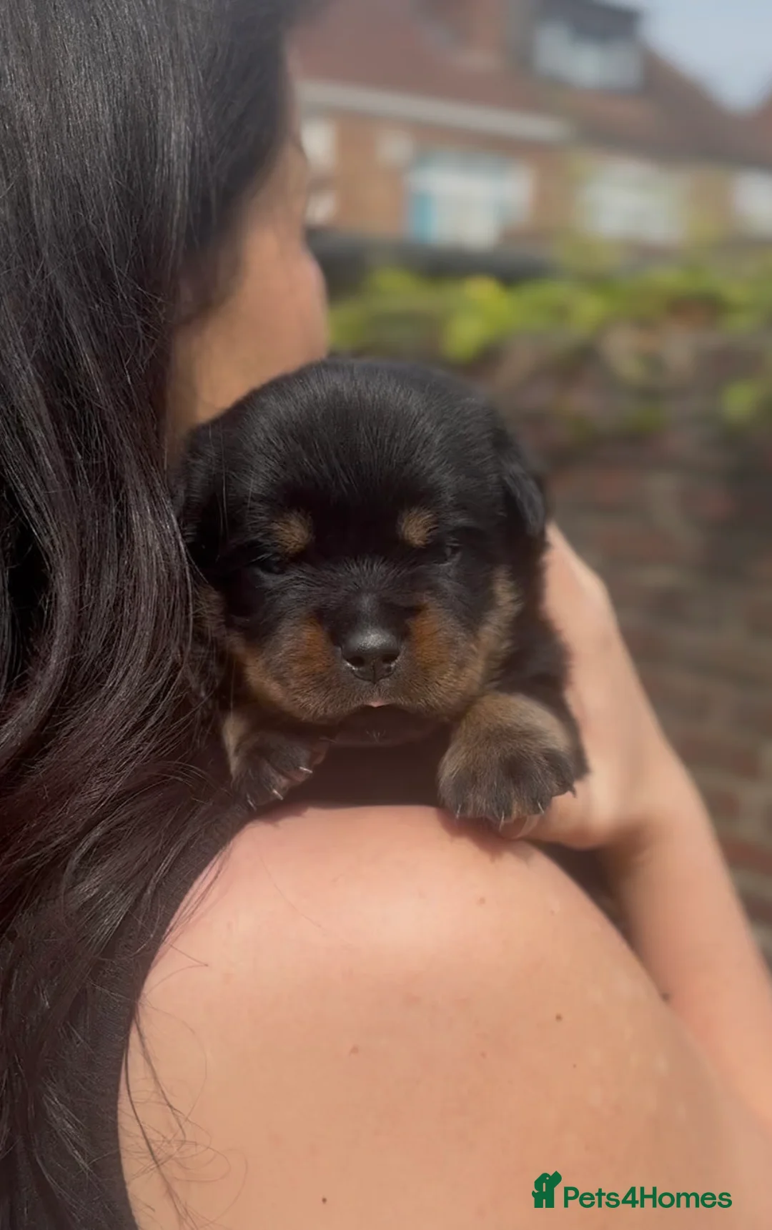 Rottweiler dogs for sale: Two puppies left available  - Advert 1
