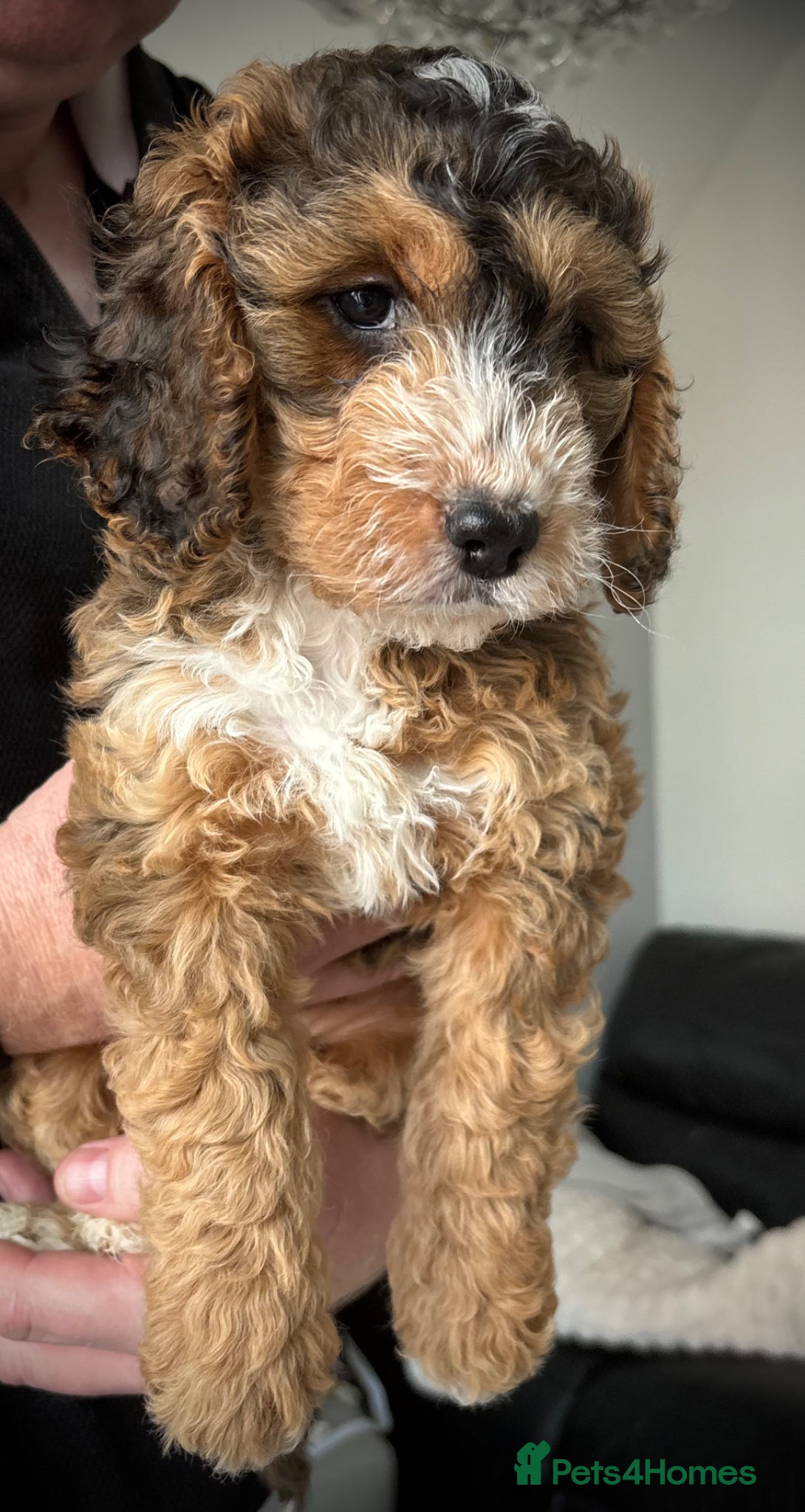 Cockapoo dogs Beautiful F2 cockapoo puppies - Advert 2
