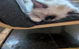 Ragdoll cats for sale: Beautiful Ragdoll Kittens  - Image 2
