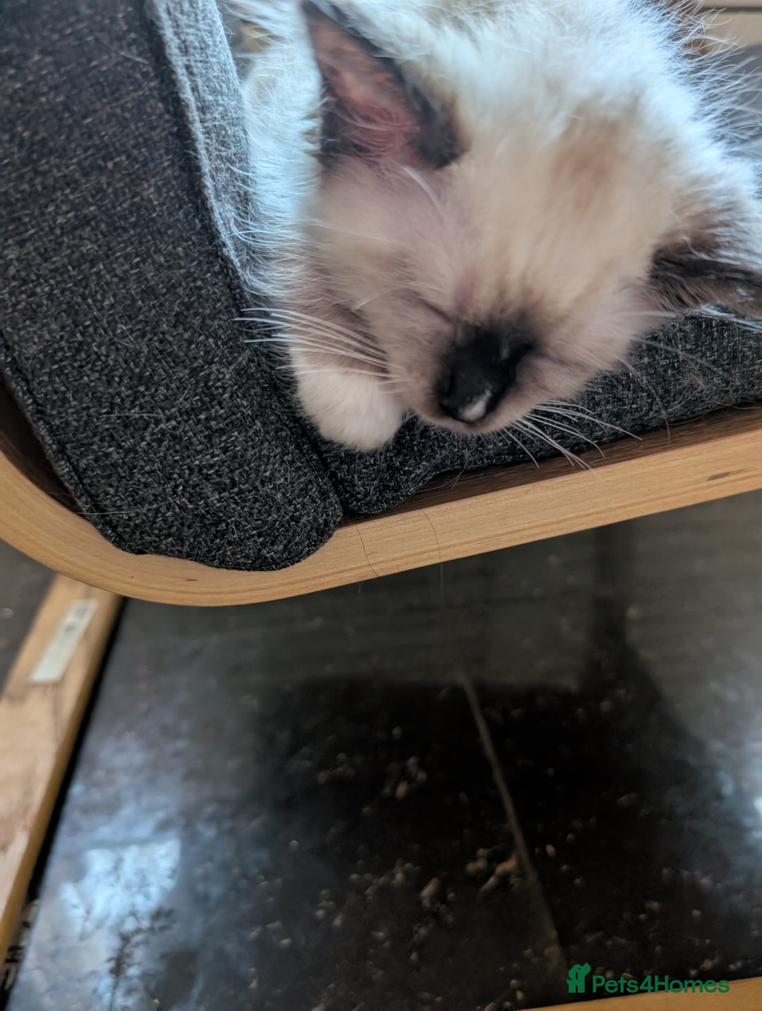 Ragdoll cats for sale: Beautiful Ragdoll Kittens  - Image 2