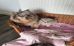 Pomeranian dogs for sale: Rare lilac tan merle teddy bears 🧸💎 - Image 8