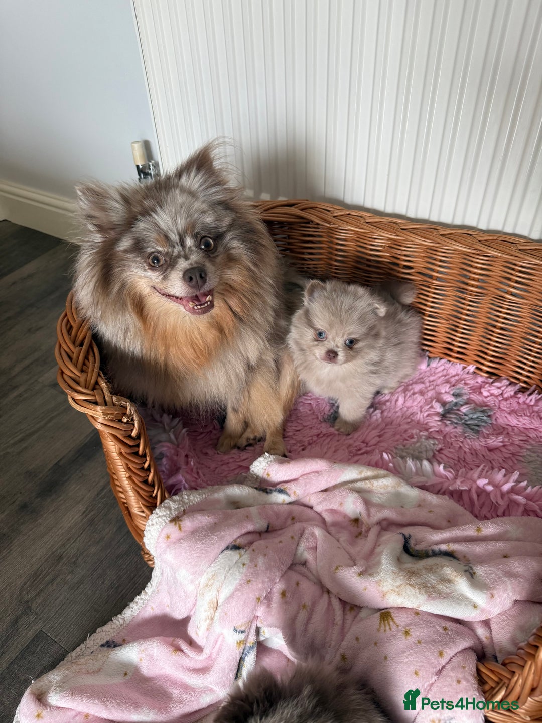Pomeranian dogs for sale: Rare lilac tan merle teddy bears 🧸💎 - Image 8