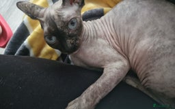 Sphynx cats for sale: Spayed Sphynx girl with blue eyes  - Image 5