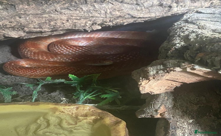 Corn Snake reptiles - Advert 1