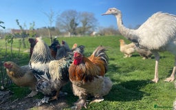 Mixed Breed birds for sale: Point of lay Hens & Pullets – VARIOUS BREEDS 🦚  - Image 16