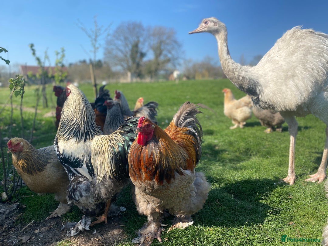 Mixed Breed birds for sale: Point of lay Hens & Pullets – VARIOUS BREEDS 🦚  - Image 16