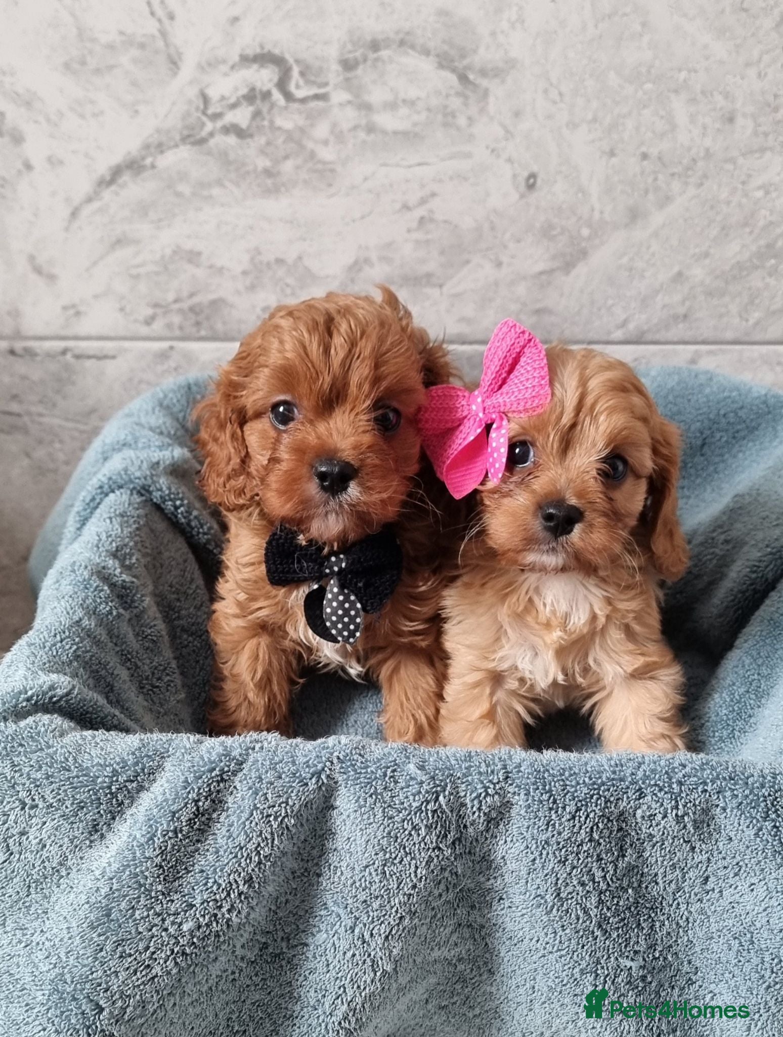 Cavapoo dogs Small f1 toy cavapoos  - Advert 1