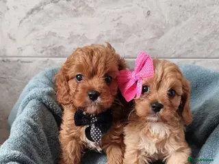 Cavapoo dogs READY f1 toy cavapoos - Advert 1