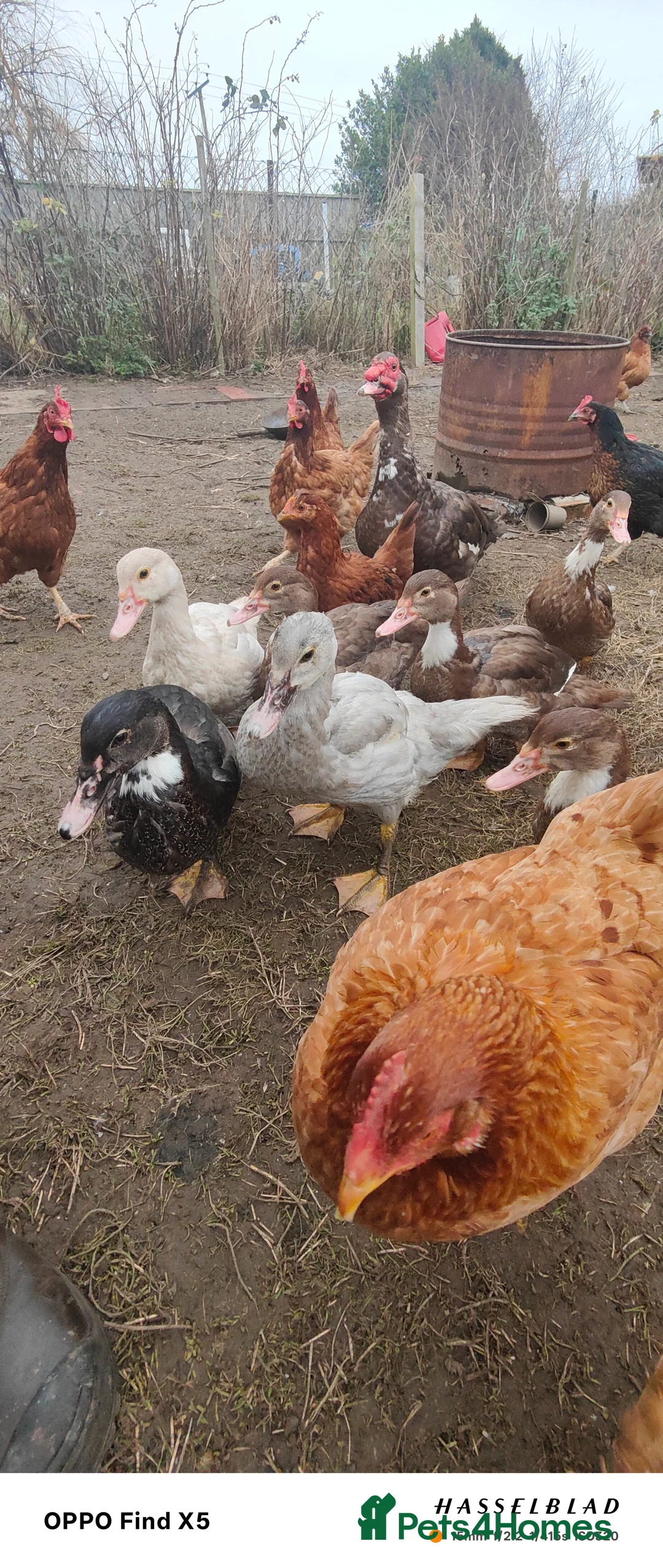 Ducks poultry for sale: Muscovy duck  - Advert 3