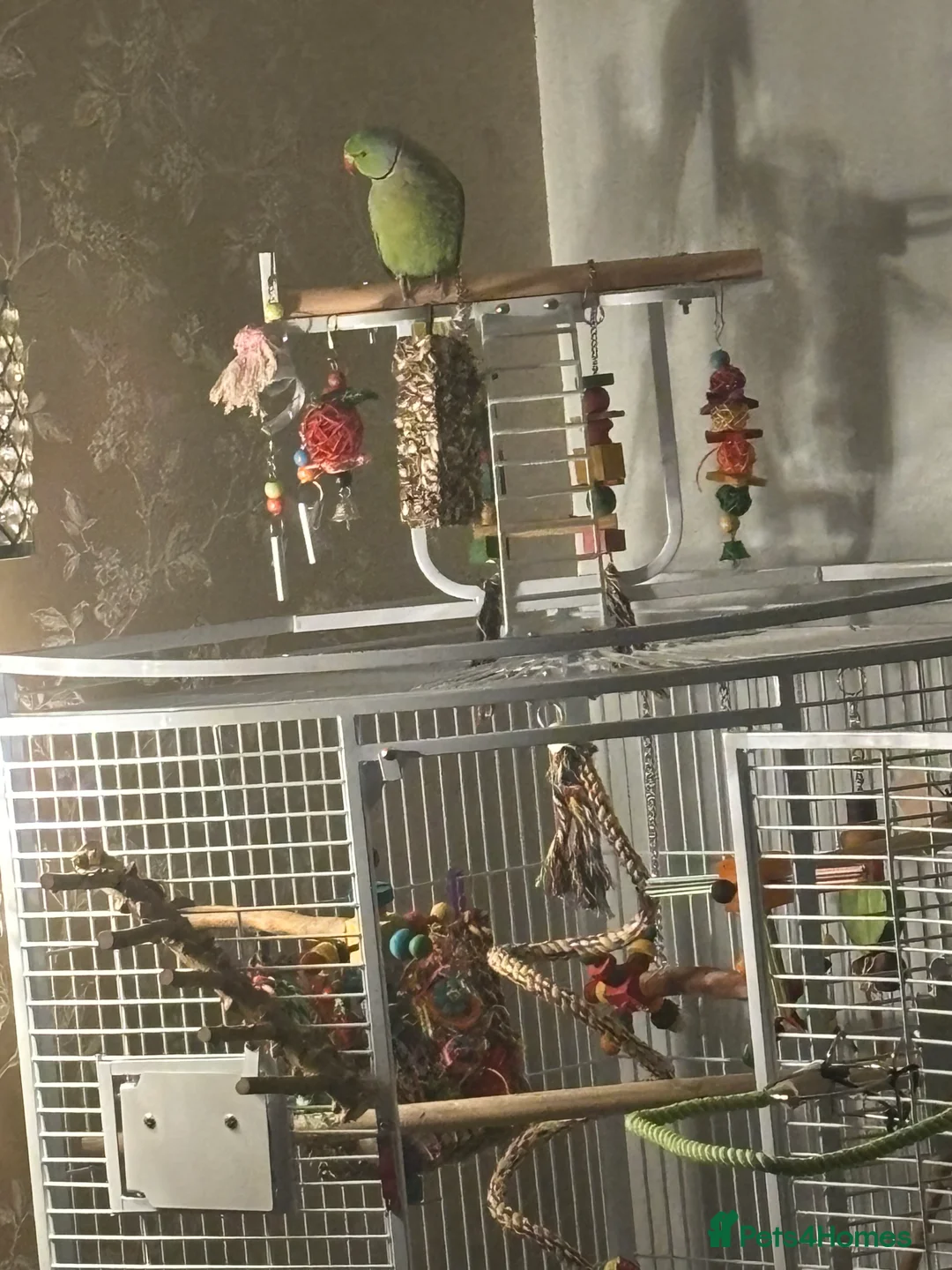 Parakeets birds for sale: Beautiful Male Green Indian Ringneck, cage/toys - Advert 3