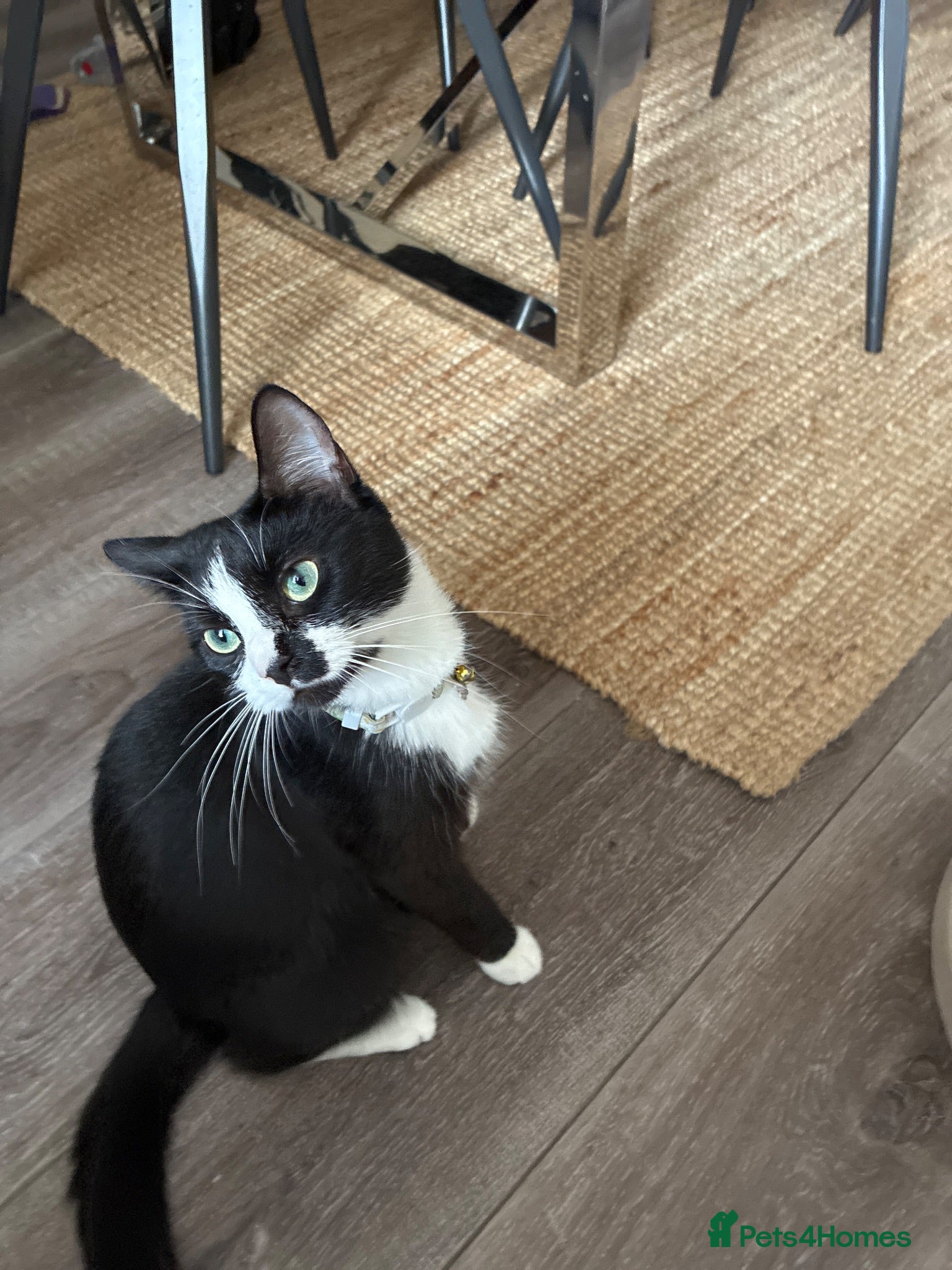 Mixed Breed cats Tuxedo cats  - Advert 1