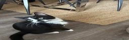 Mixed Breed cats for sale: Tuxedo cats  - Advert 1