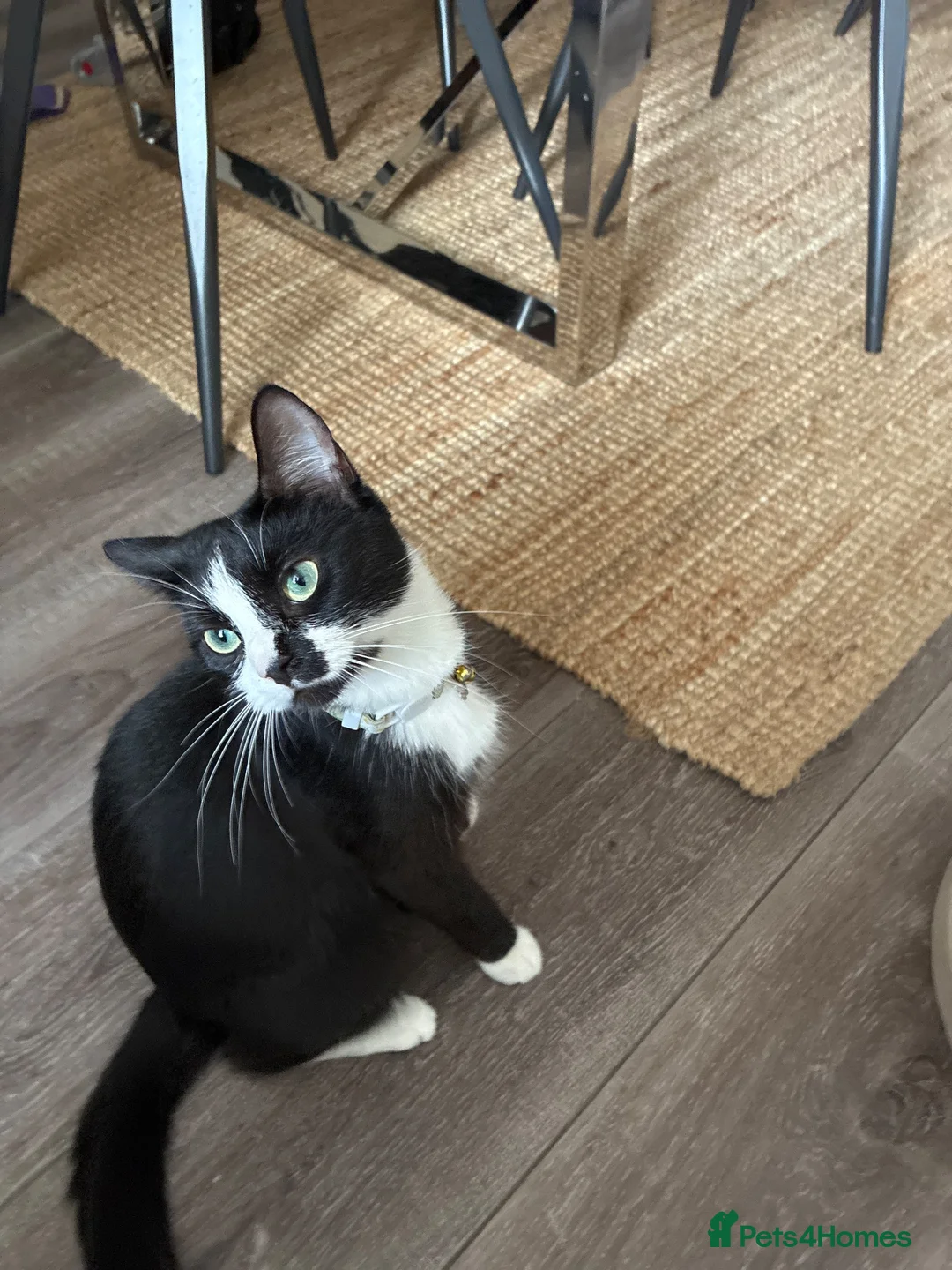 Mixed Breed cats for sale: Tuxedo cats  - Advert 1