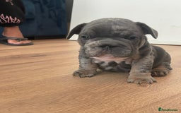 French Bulldog dogs for sale: beautiful frenchies - Image 20