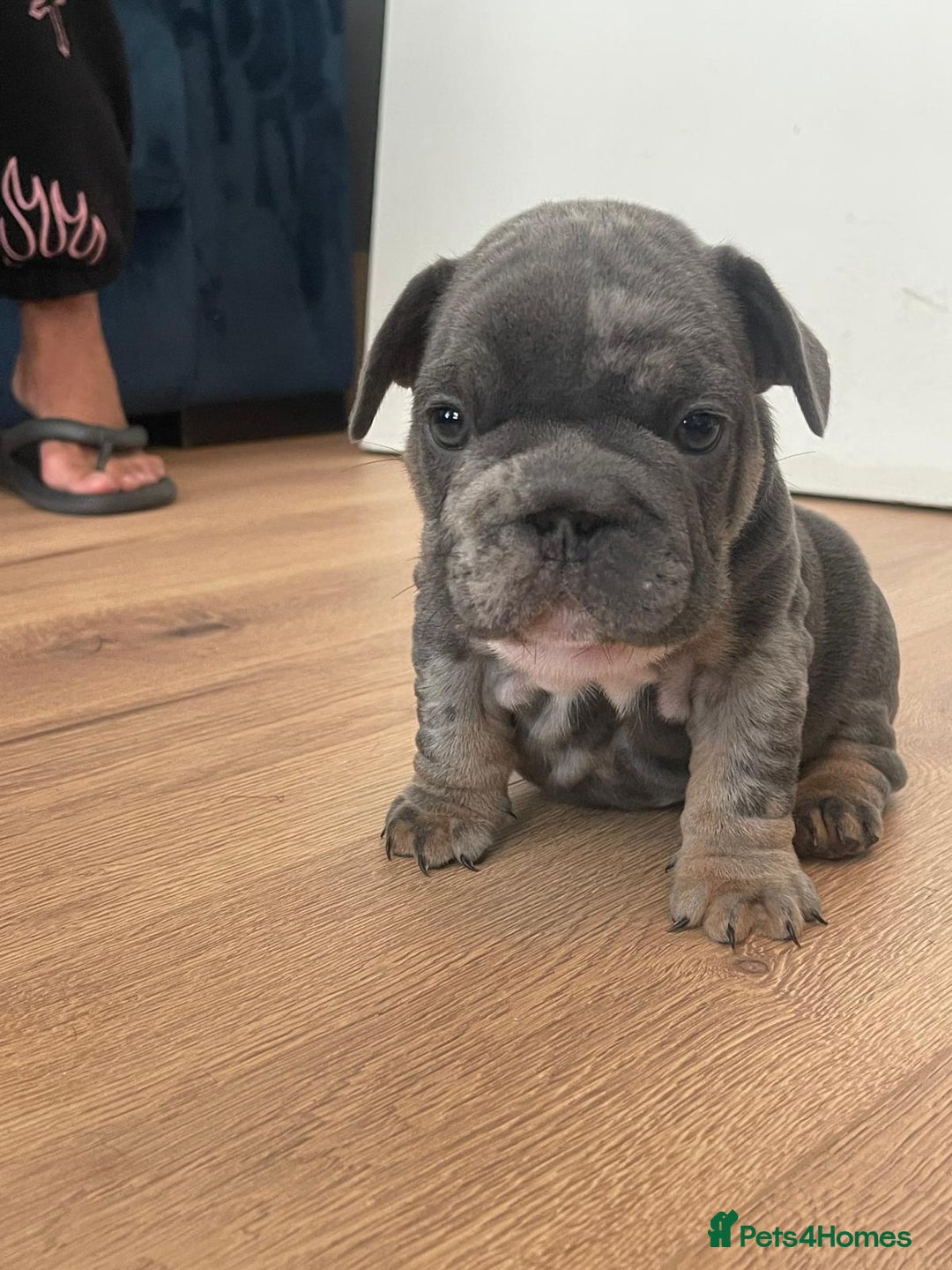 French Bulldog dogs for sale: beautiful frenchies - Image 20