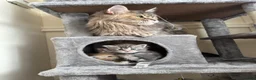 Maine Coon cats for sale: Stunning litter of 7 Maine coons!  - Advert 36
