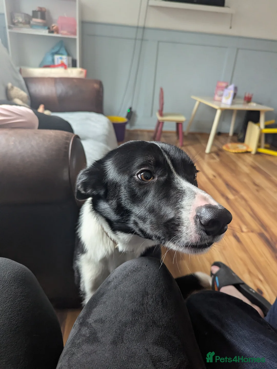 Border Collie dogs for sale: Lovely Welsh Collie Needs A New Home - Advert 1