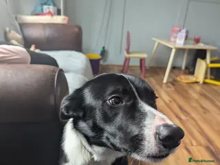 Border Collie dogs Lovely Welsh Collie Needs A New Home - Advert 1