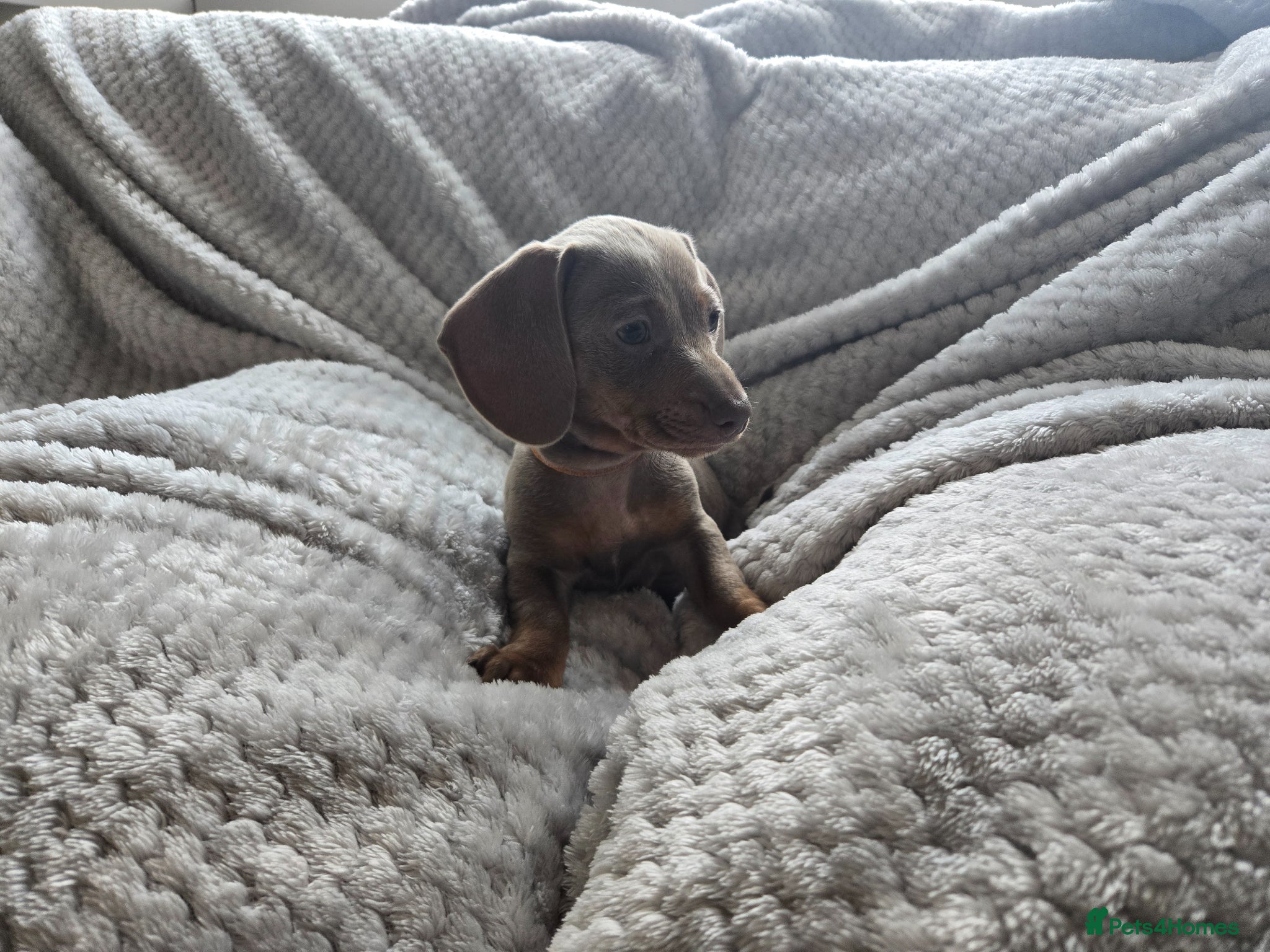 Miniature Dachshund dogs 1 little mini girl left 🥰 - Advert 2