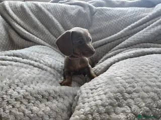 Miniature Dachshund dogs 1 little mini girl left 🥰 - Advert 2