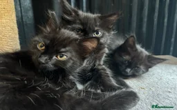 Mixed Breed cats for sale: 3 Kittens ready ASAP  - Image 2
