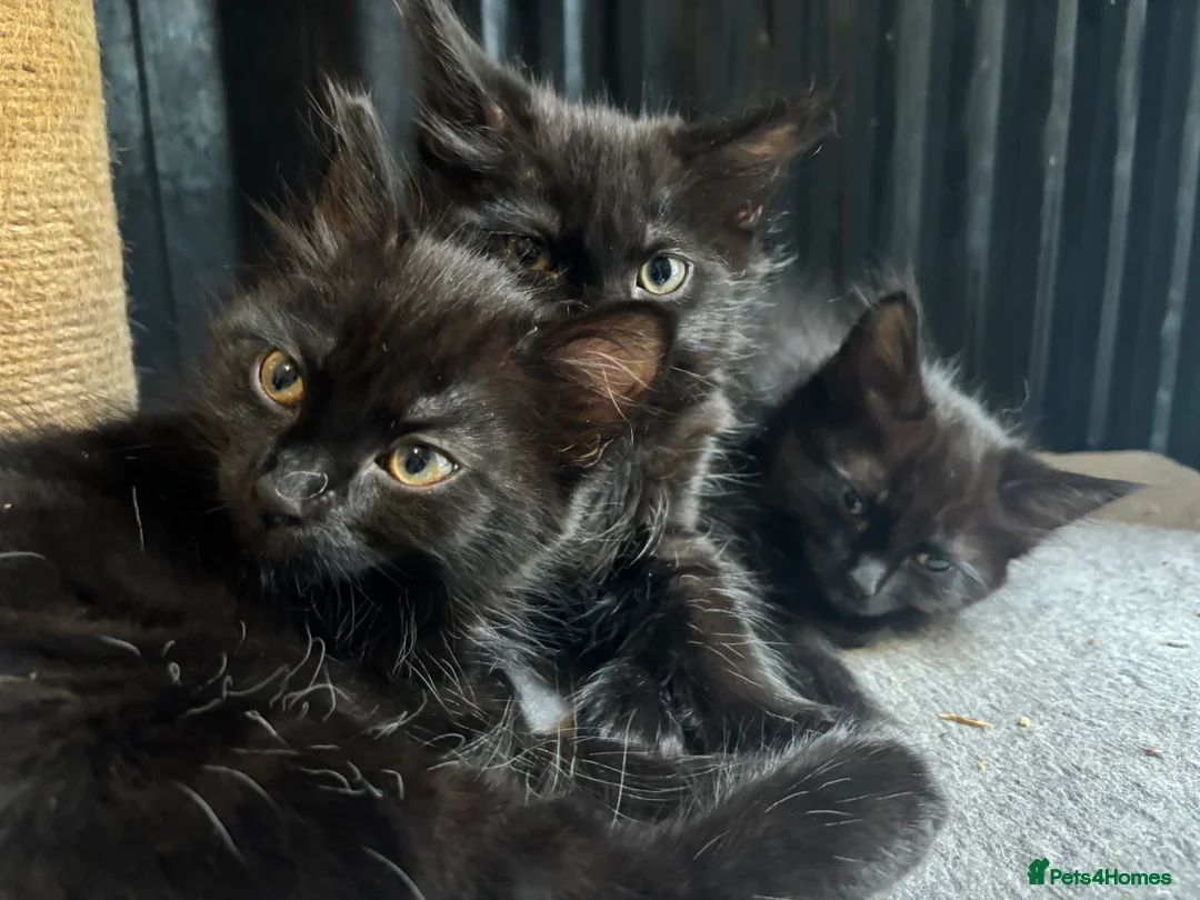 Mixed Breed cats for sale: 3 Kittens ready ASAP  - Image 2