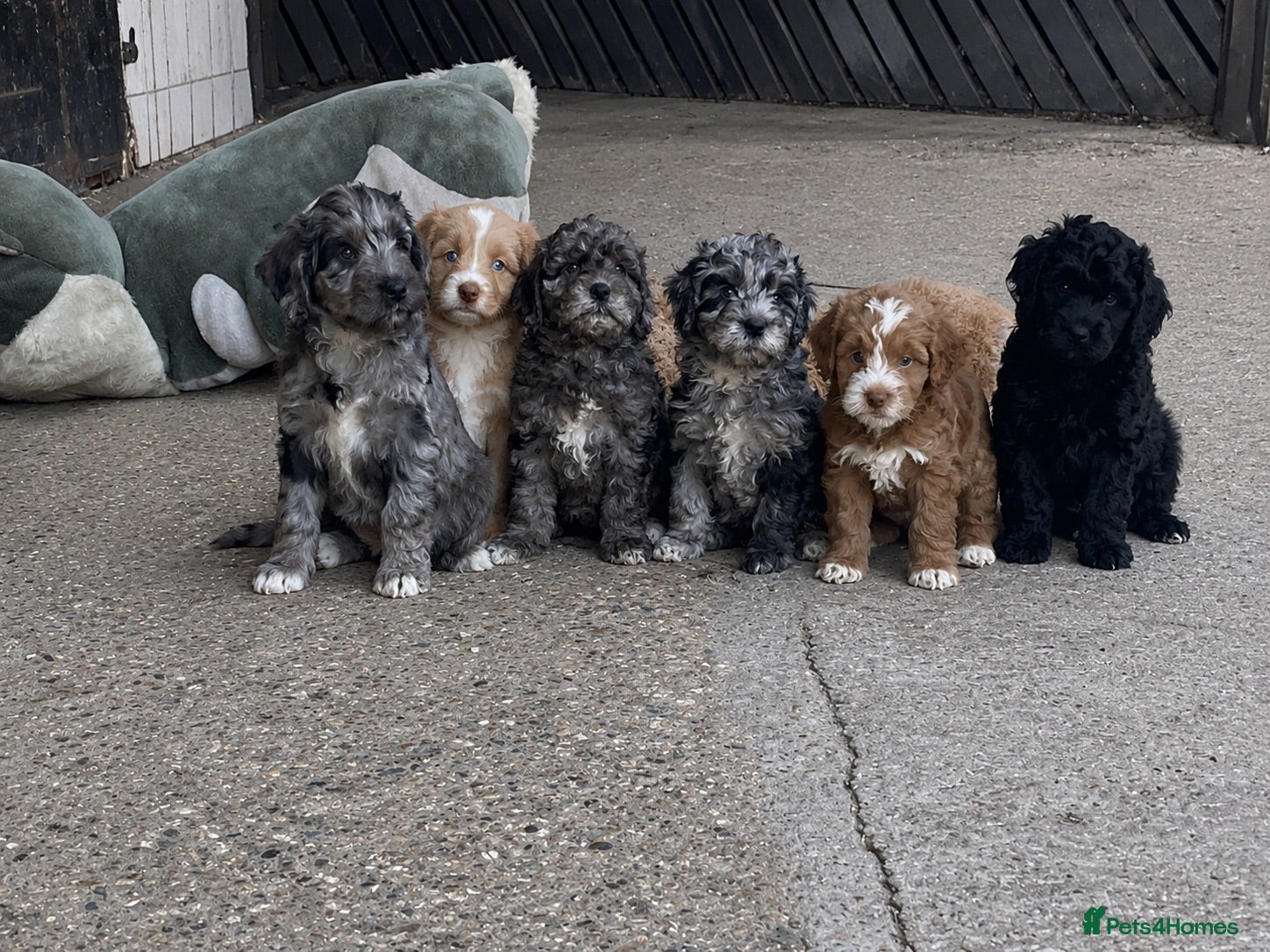 Cockapoo dogs Beautiful litter of cockapoo puppies - Advert 1
