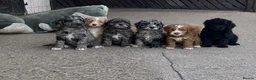 Cockapoo dogs for sale: Beautiful litter of cockapoo puppies - Advert 1