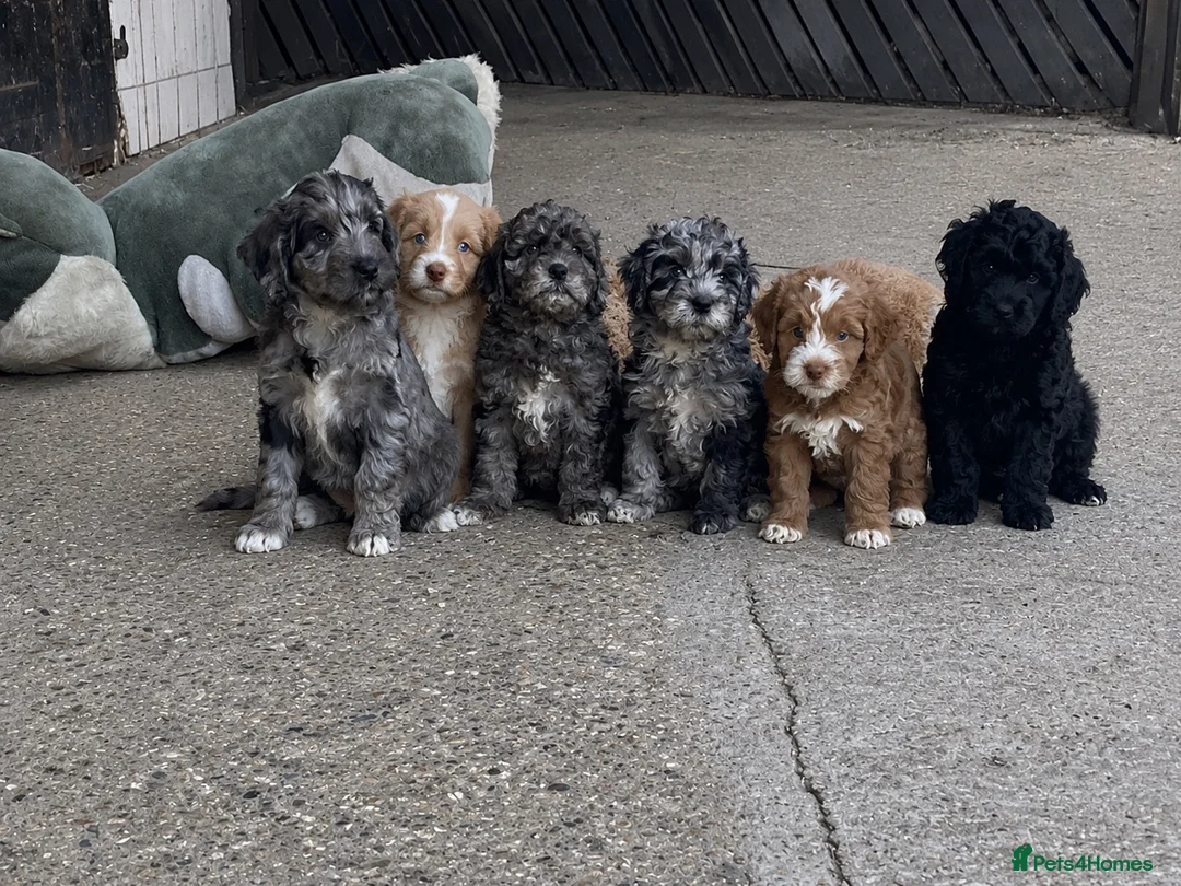 Cockapoo dogs for sale: Beautiful litter of cockapoo puppies - Advert 1